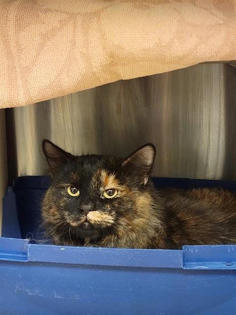 JESSY, Adoptable, Young Female Domestic Short Hair.