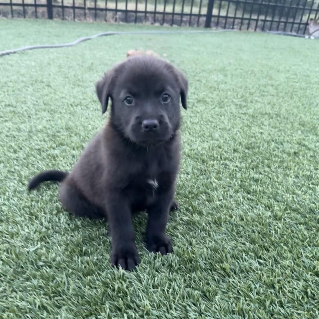 Hershey, Adopted, Puppy Male Labrador Retriever.