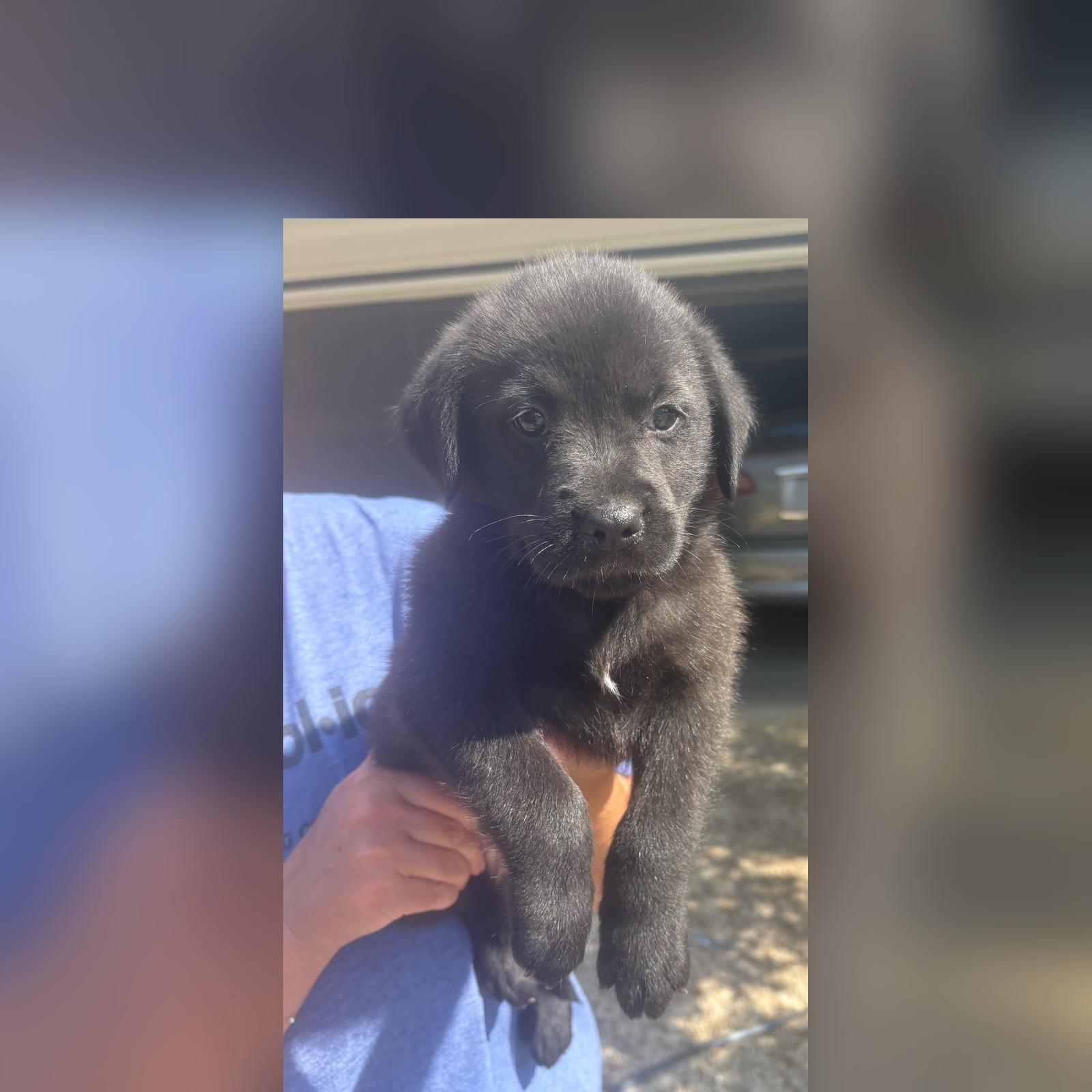 Enlarge Hershey, a Adopted mixed breed in Fishkill , NY image 2/2