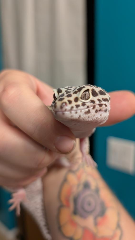 Toothless (Leopard Gecko), a Adoptable Gecko in Irvine, CA image 3/4