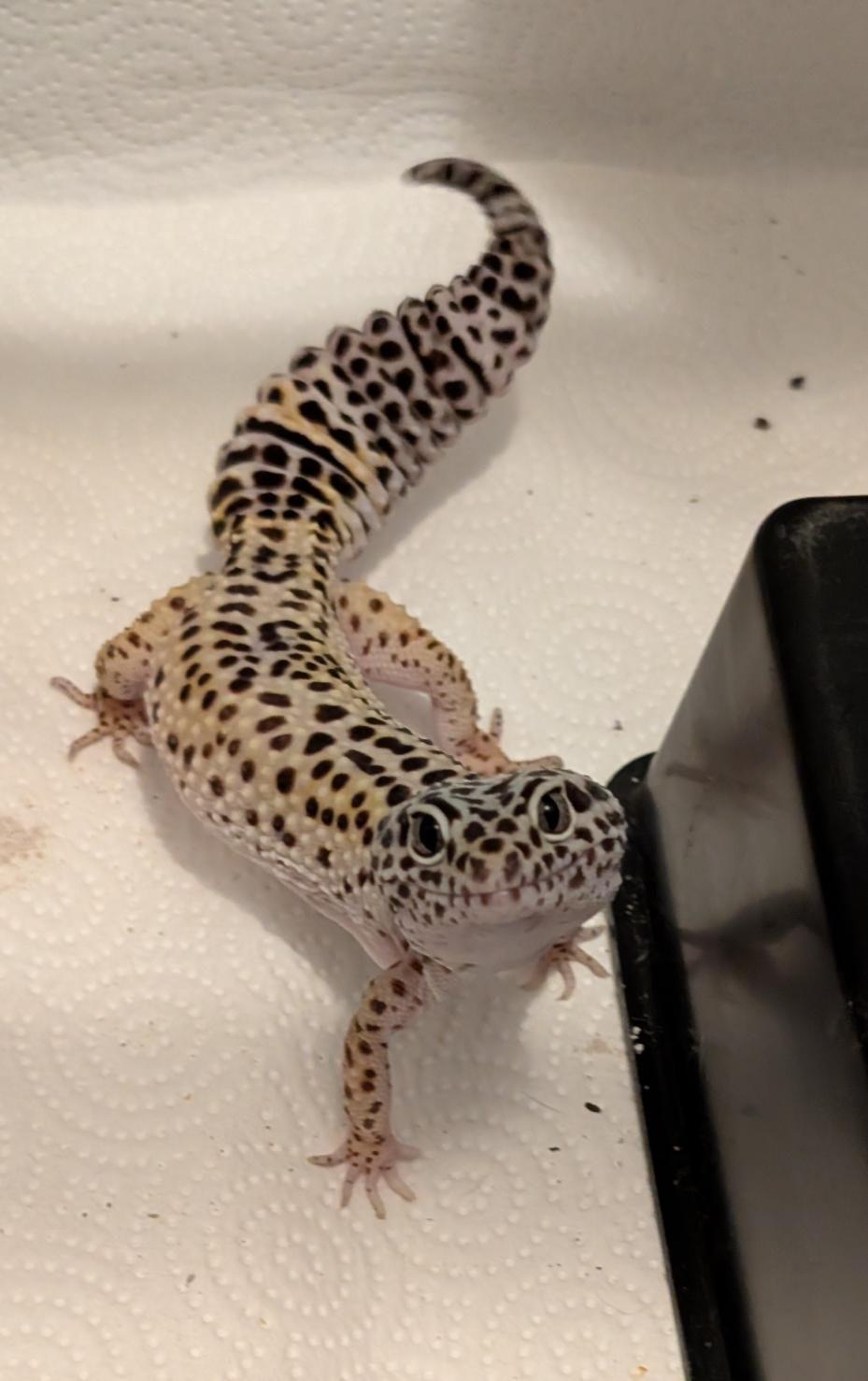 Toothless (Leopard Gecko), a Adoptable Gecko in Irvine, CA image 1/4