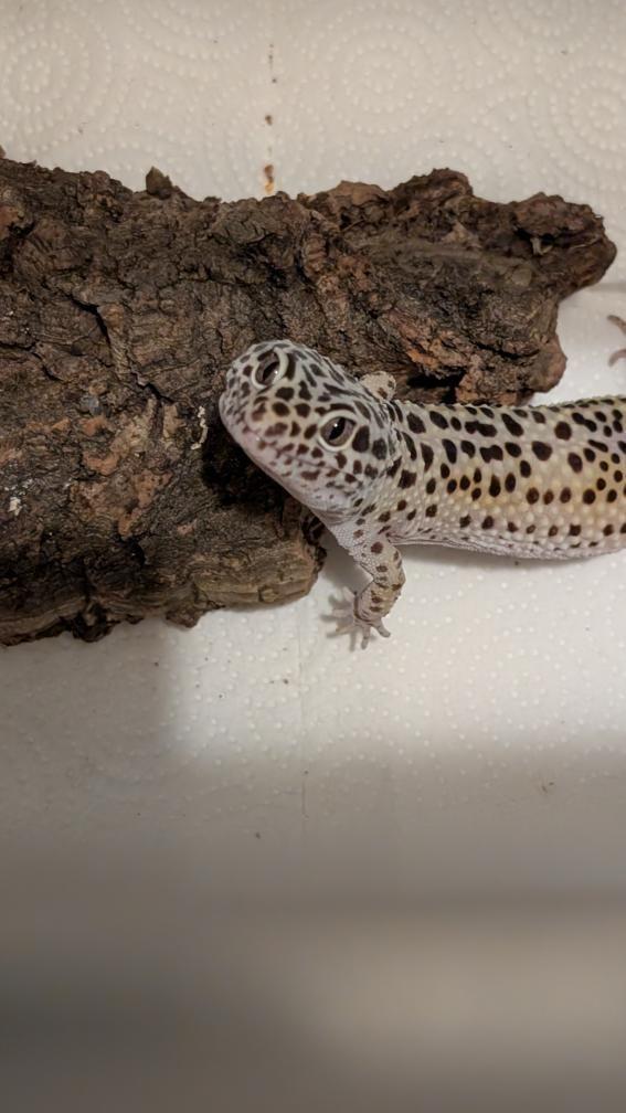 Toothless (Leopard Gecko), a Adoptable Gecko in Irvine, CA image 2/4