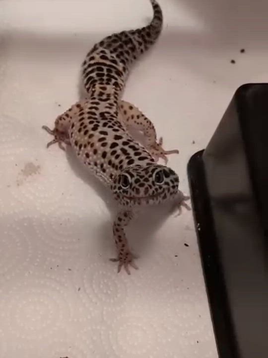 Enlarge Toothless (Leopard Gecko), a Adoptable Gecko in Irvine, CA video 4/4