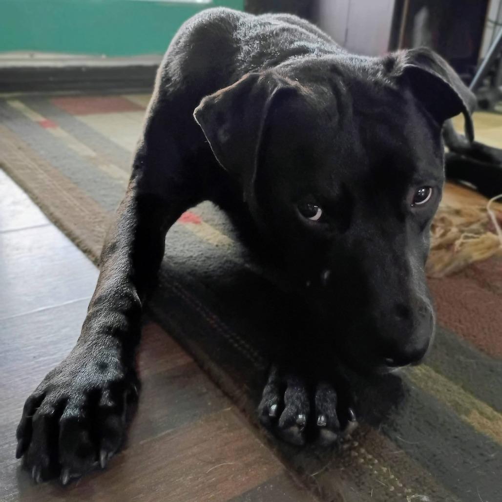 Enlarge Otis, a Adoptable Mixed Breed in Eureka Springs, AR image 1/6