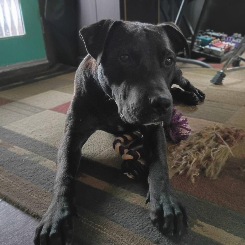 Enlarge Otis, a Adoptable Mixed Breed in Eureka Springs, AR image 2/6