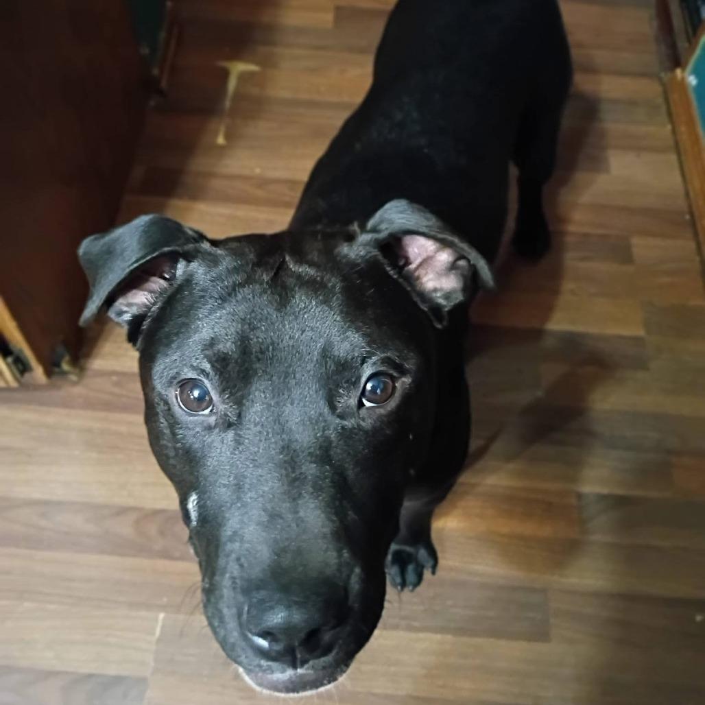 Enlarge Otis, a Adoptable Mixed Breed in Eureka Springs, AR image 3/6