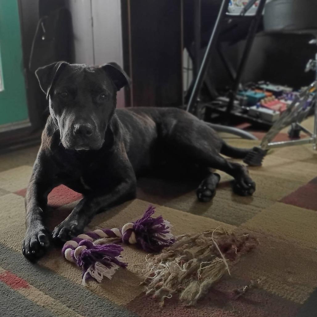 Enlarge Otis, a Adoptable Mixed Breed in Eureka Springs, AR image 4/6