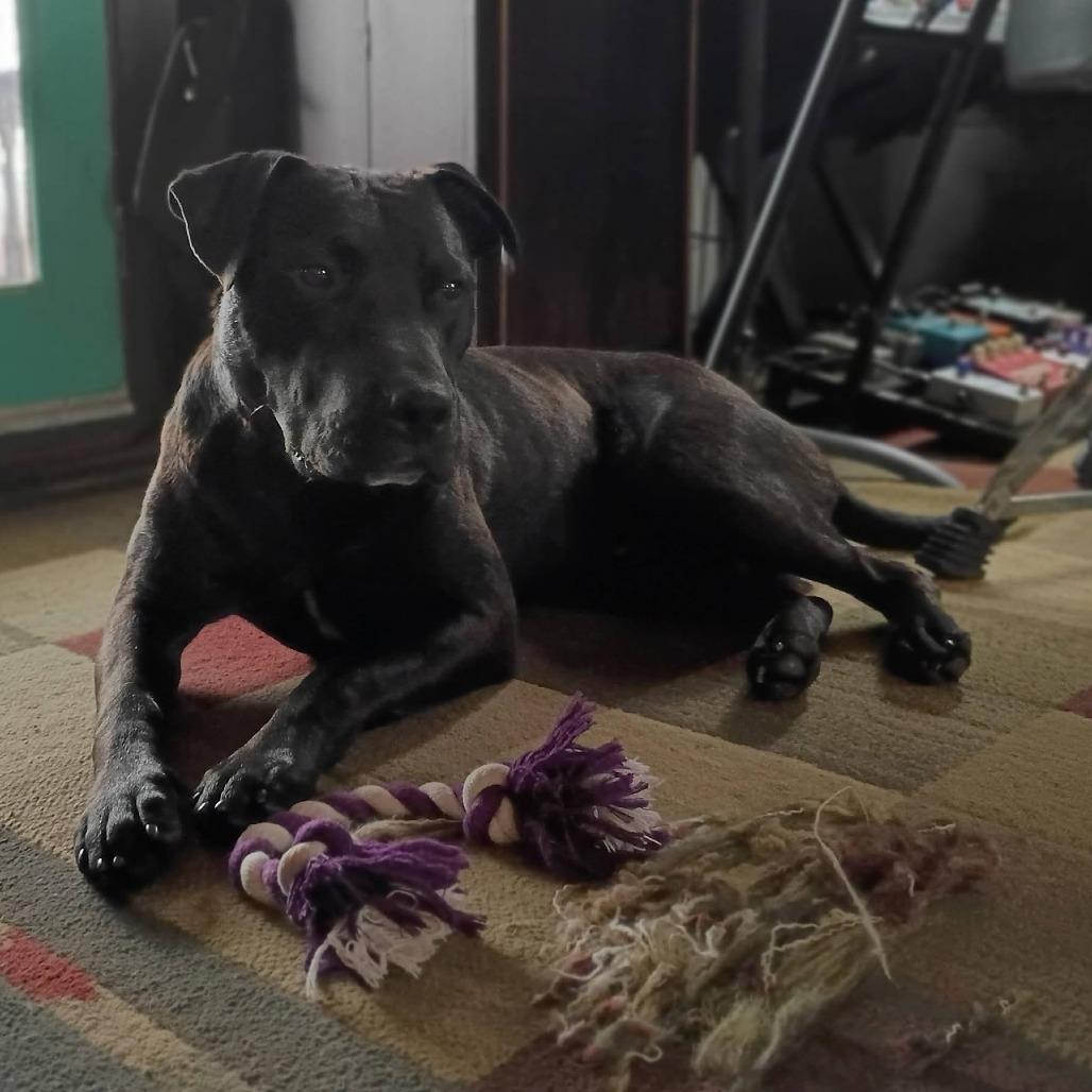 Enlarge Otis, a Adoptable Mixed Breed in Eureka Springs, AR image 5/6