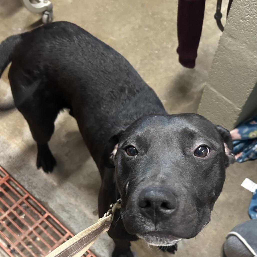 Enlarge Otis, a Adoptable Mixed Breed in Eureka Springs, AR image 6/6