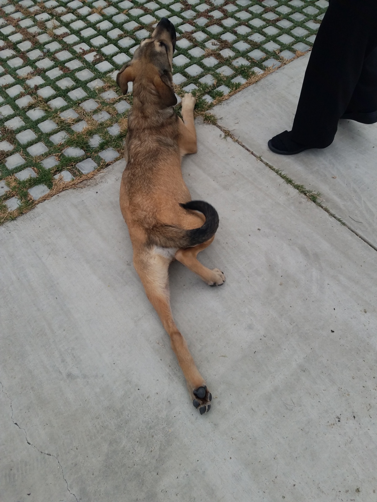 Enlarge Theo!! Lilly!!, a Adoptable mixed breed in Manhattan Beach, CA image 1/2