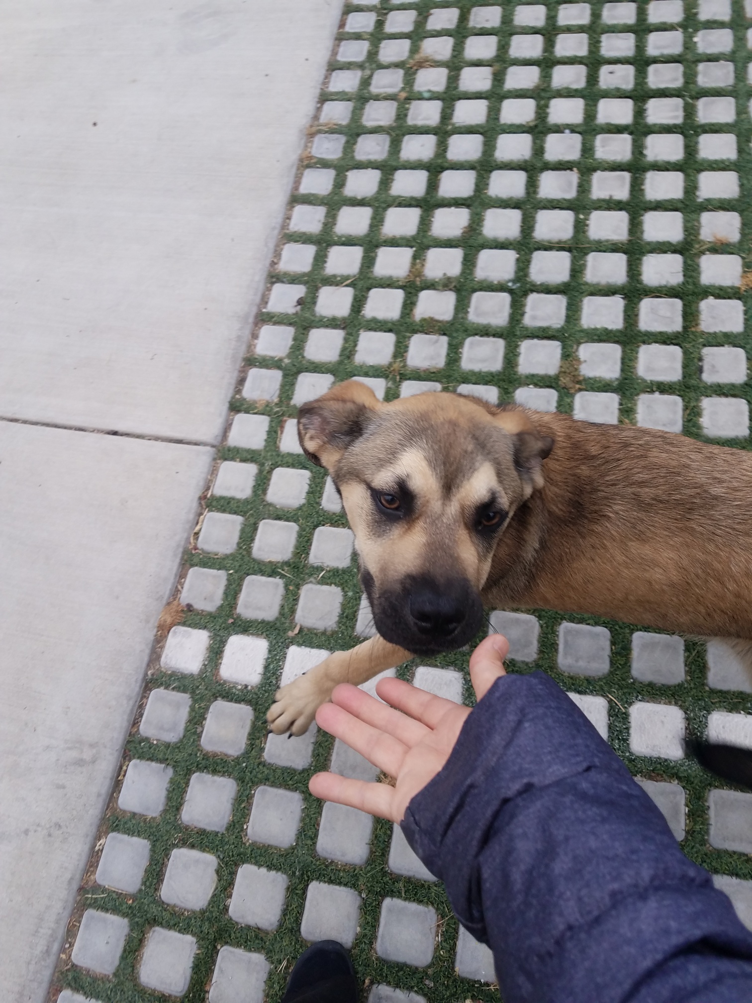 Enlarge Theo!! Lilly!!, a Adoptable mixed breed in Manhattan Beach, CA image 2/2