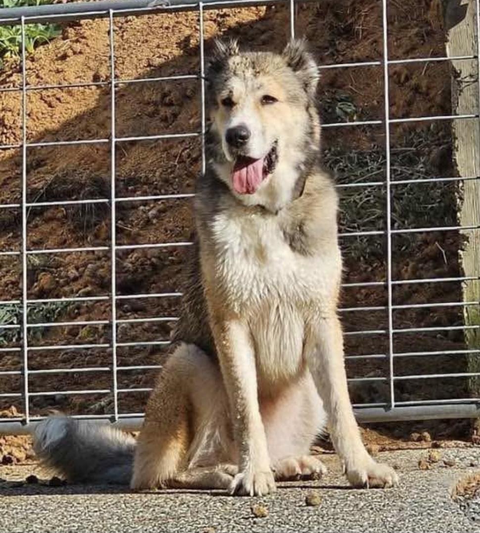 Major, Adoptable, Adult Male Pyrenean Shepherd.