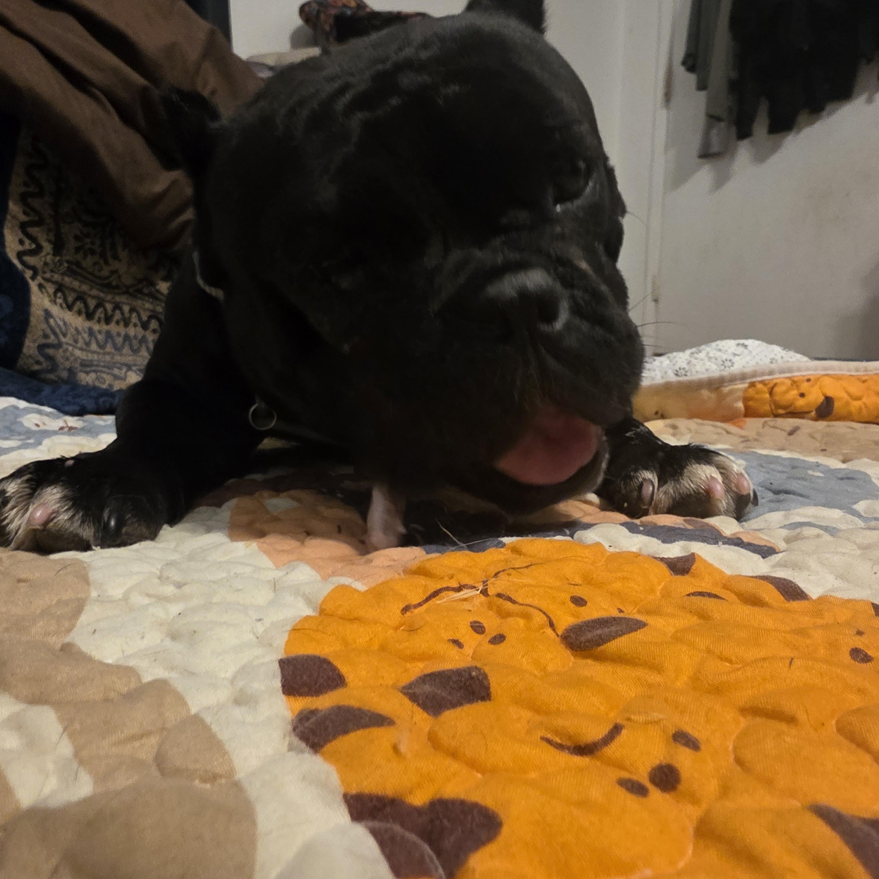 Sophia, a ADOPTABLE mixed breed in Santa Clara, CA image 2/6