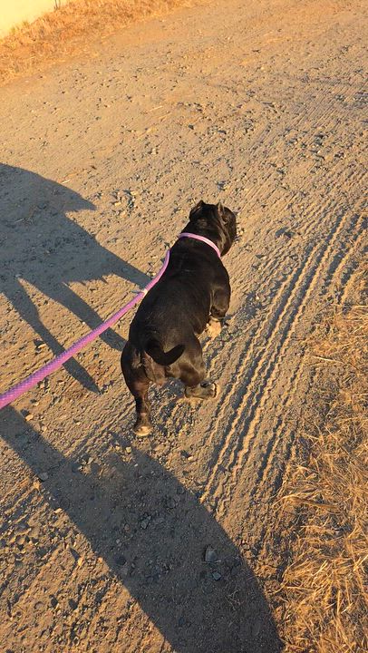 Enlarge Sophia, a ADOPTABLE mixed breed in Santa Clara, CA video 6/6
