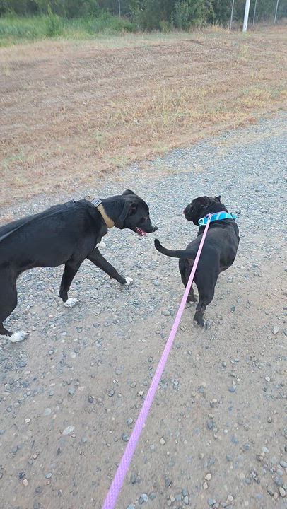 Enlarge Sophia, a ADOPTABLE mixed breed in Santa Clara, CA video 5/6