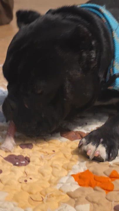 Enlarge Sophia, a ADOPTABLE mixed breed in Santa Clara, CA video 3/6