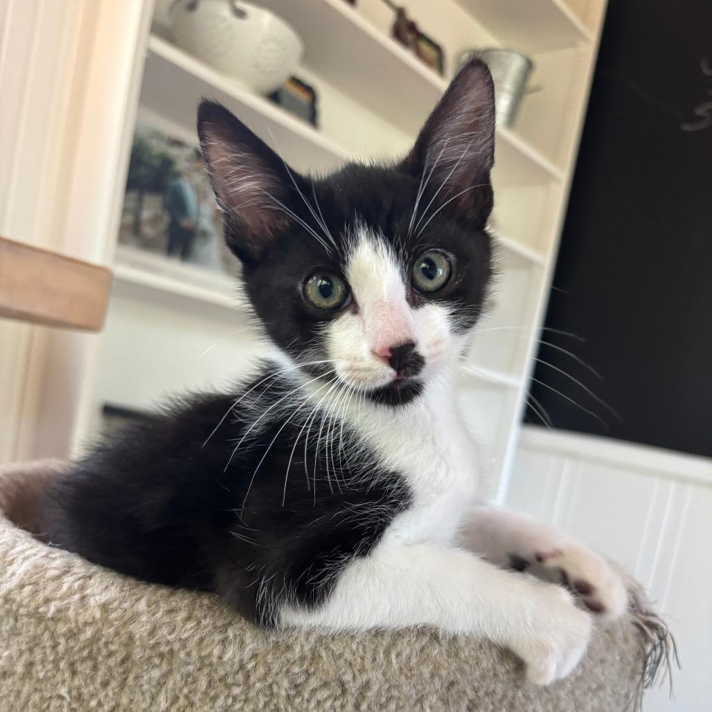 Buckley, Adoptable, Kitten Male Domestic Short Hair.