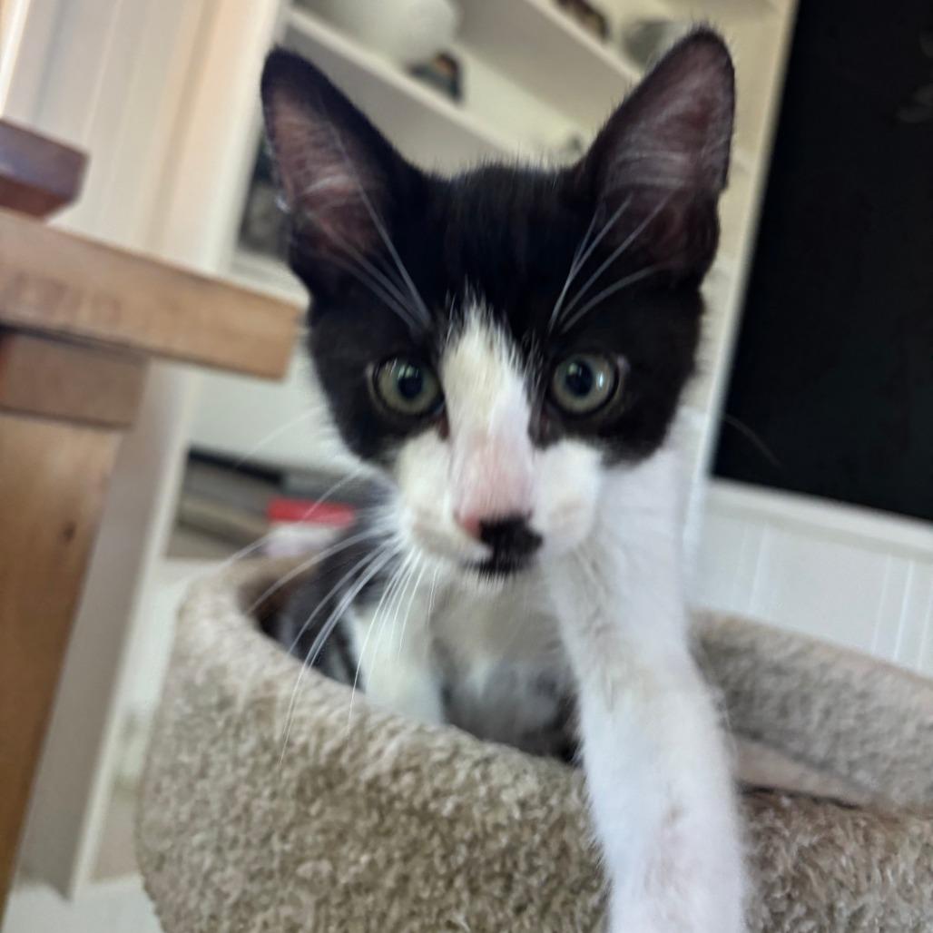 Enlarge Buckley, a Adoptable Domestic Short Hair in Santa Rosa, CA image 3/4