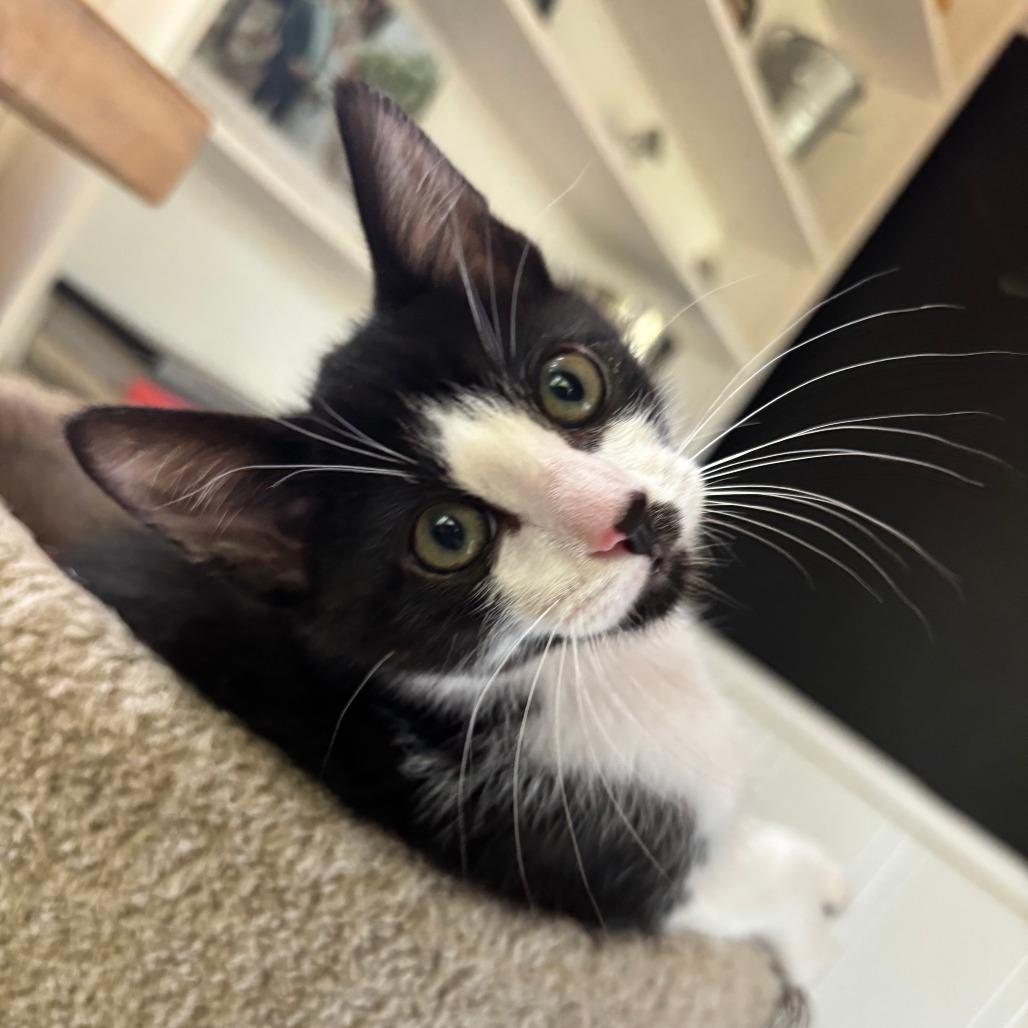 Enlarge Buckley, a Adoptable Domestic Short Hair in Santa Rosa, CA image 4/4