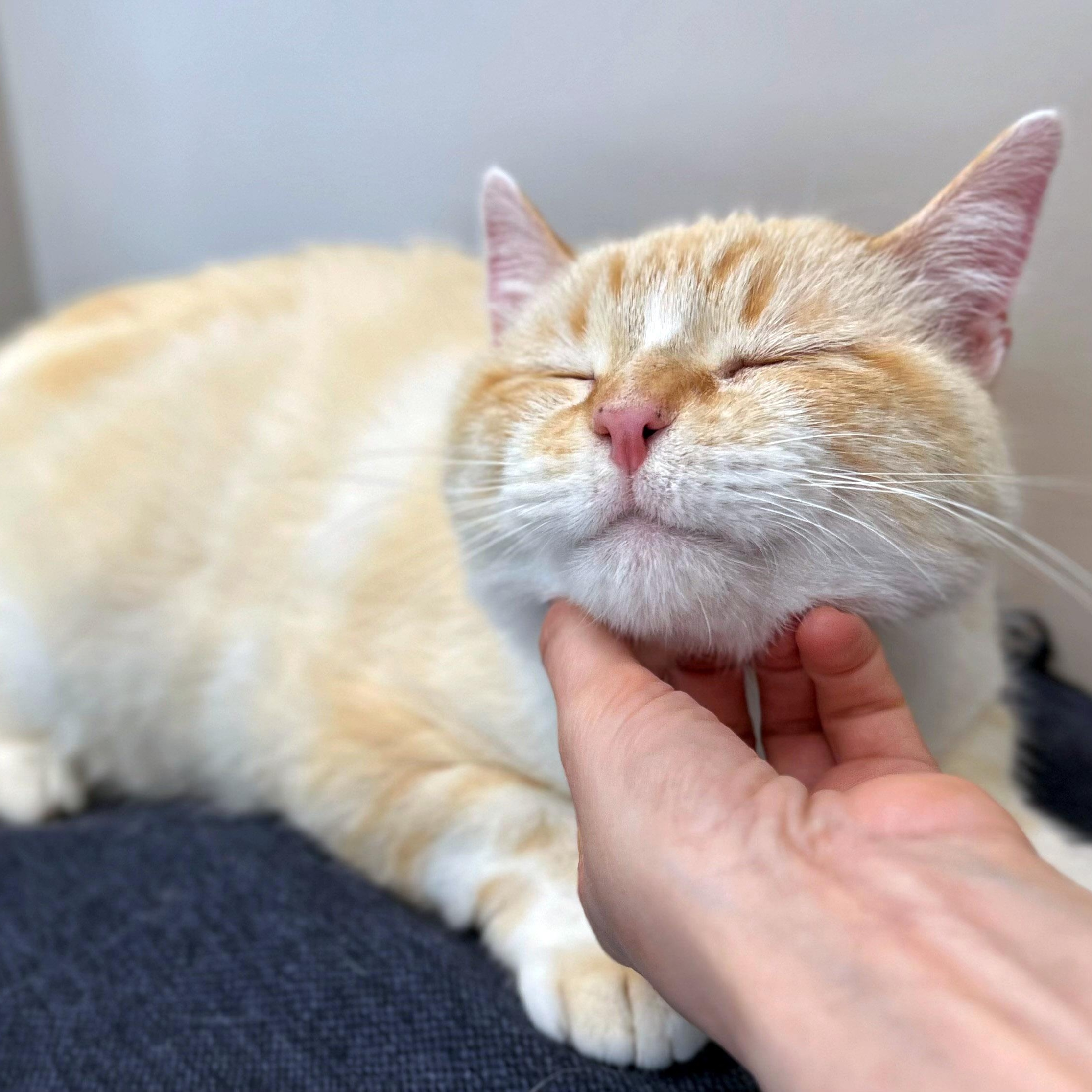 Tony Chopper, a ADOPTABLE Siamese in Chicago, IL image 3/6