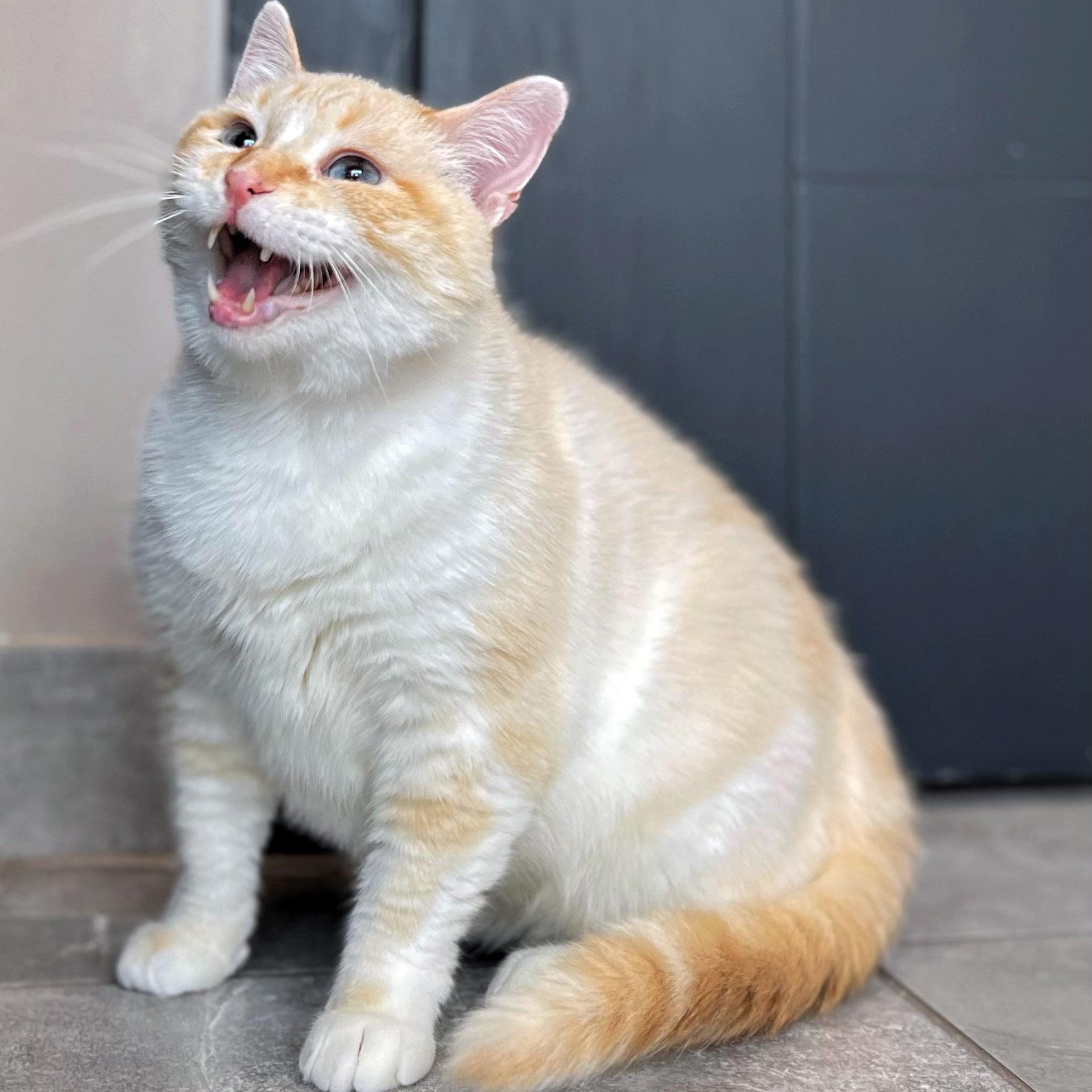 Tony Chopper, a ADOPTABLE Siamese in Chicago, IL image 4/6