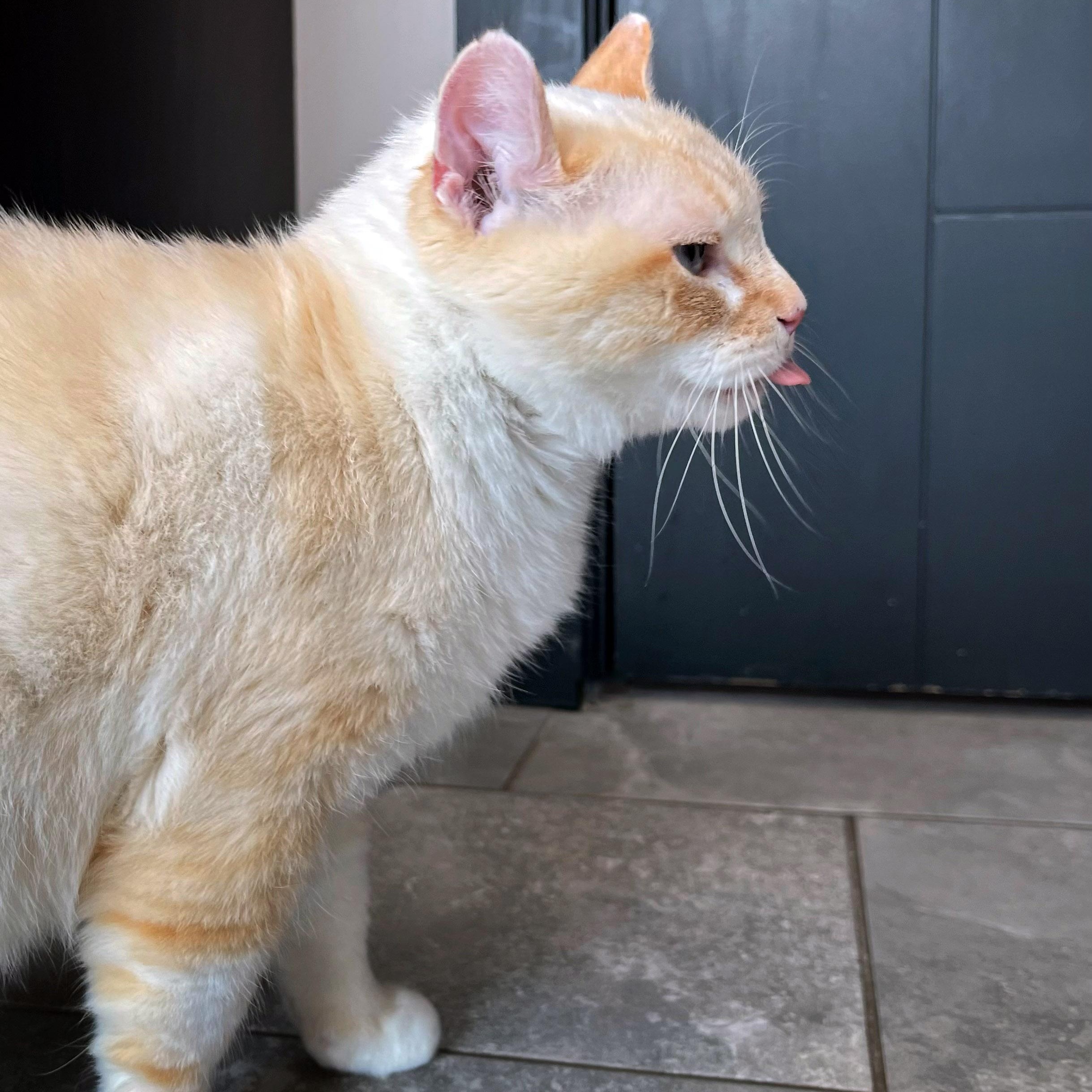 Tony Chopper, a ADOPTABLE Siamese in Chicago, IL image 5/6