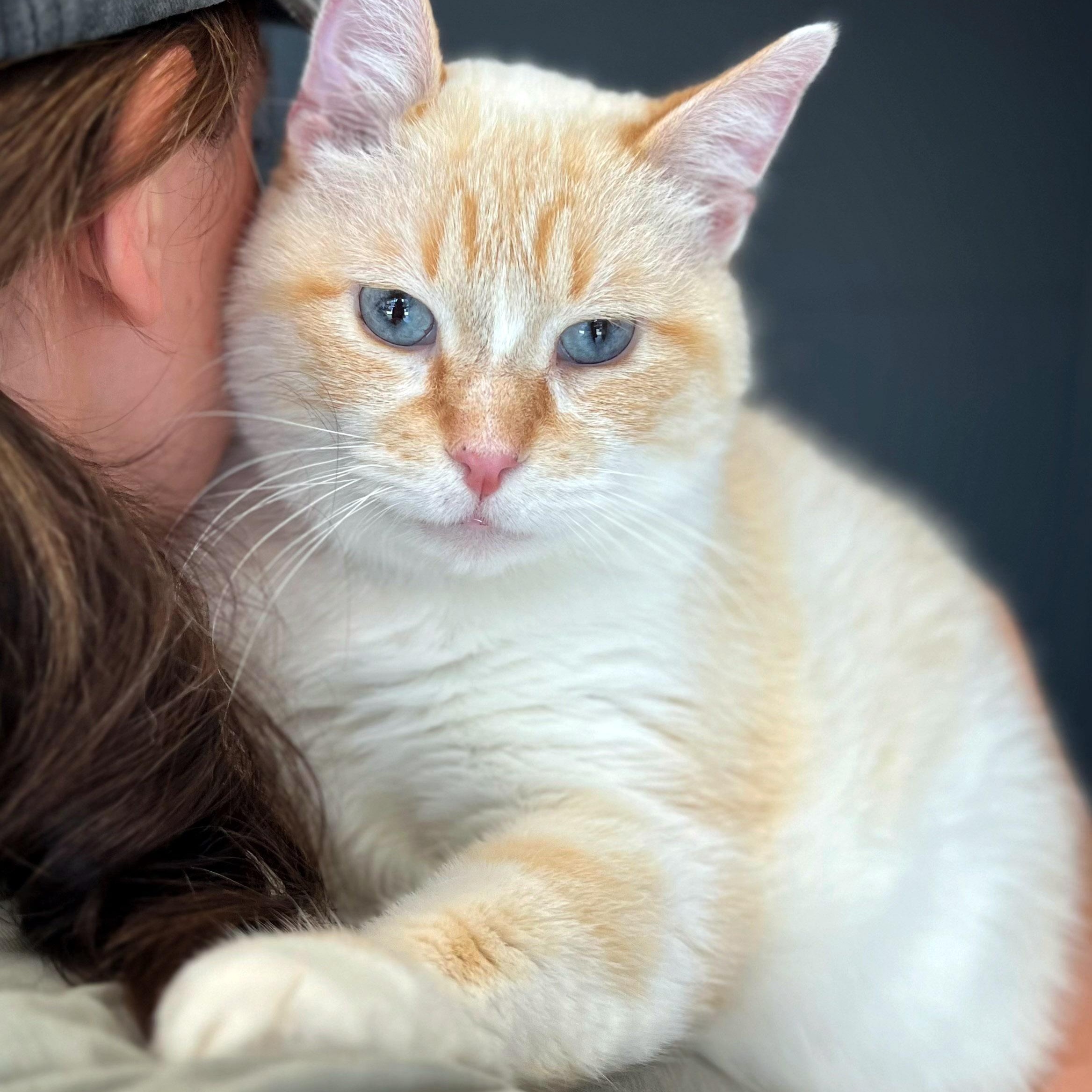 Tony Chopper, ADOPTABLE, Adult Male Siamese.