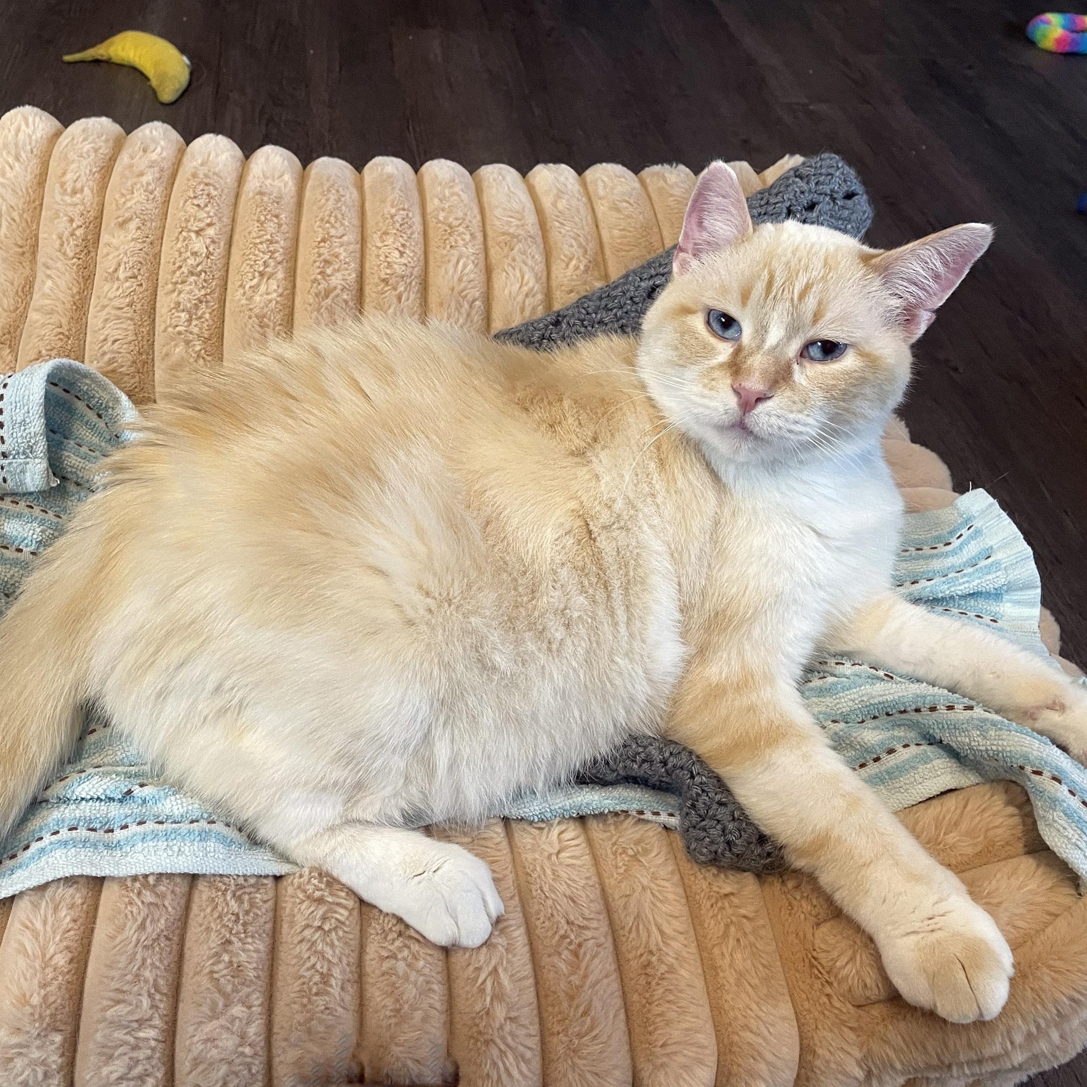 Tony Chopper, a ADOPTABLE Siamese in Chicago, IL image 6/6