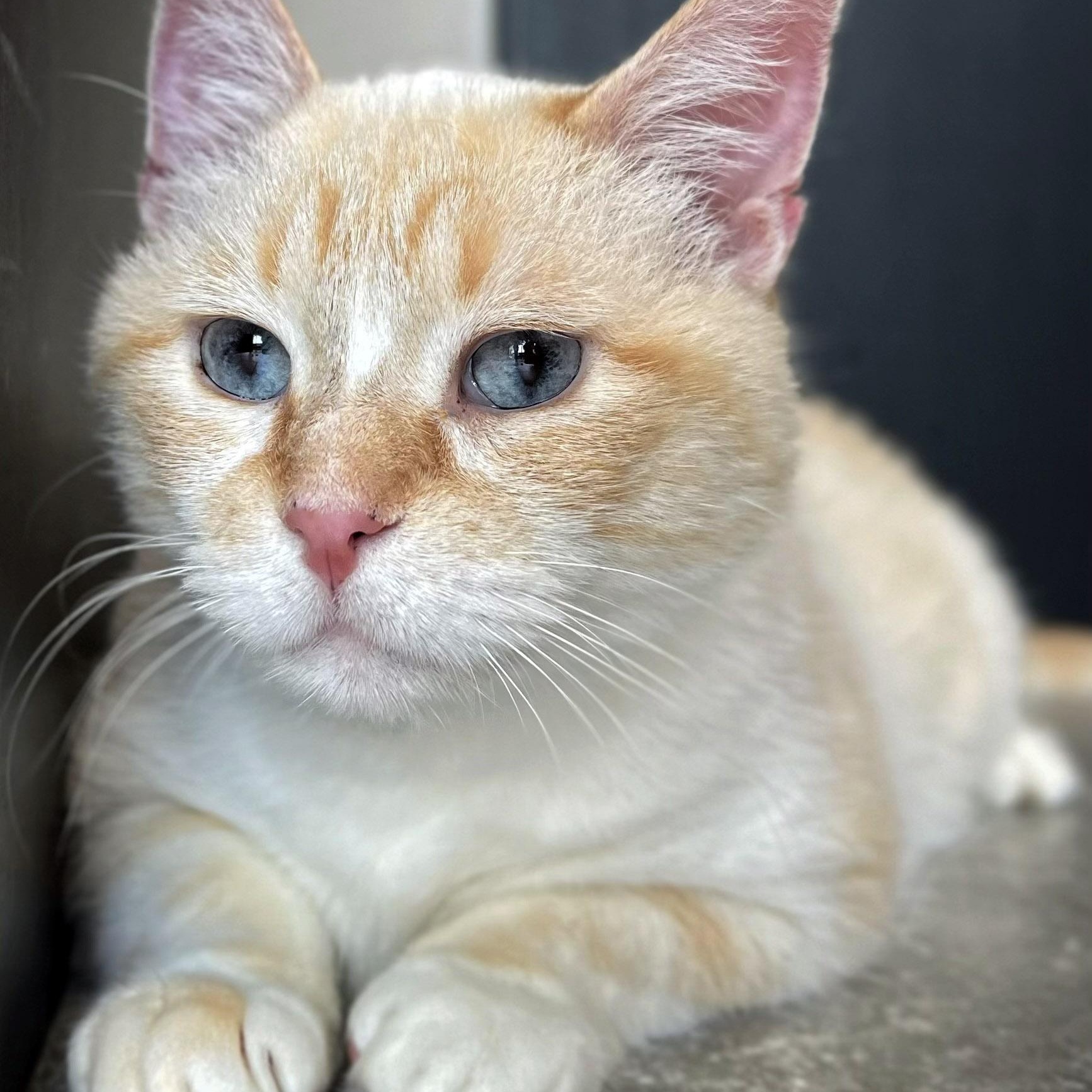 Tony Chopper, a ADOPTABLE Siamese in Chicago, IL image 2/6
