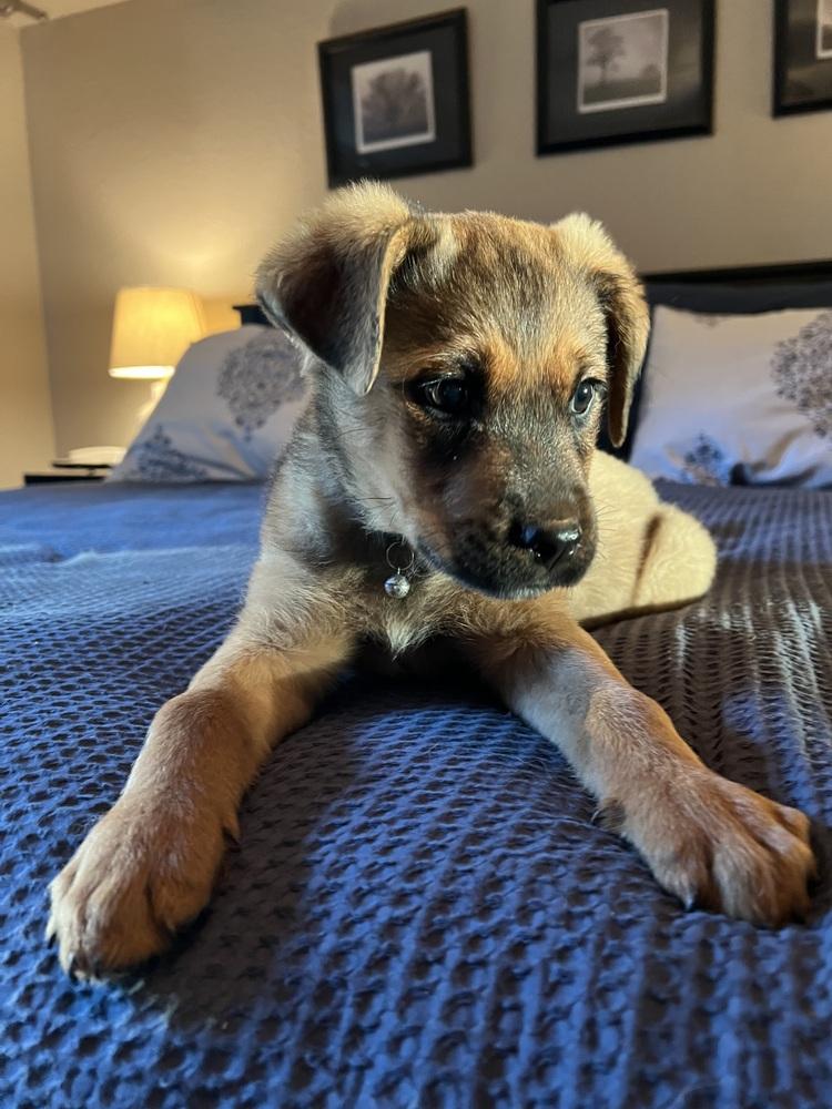 Kuma Bear, Adopted, Puppy Male Rottweiler & German Shepherd Dog.