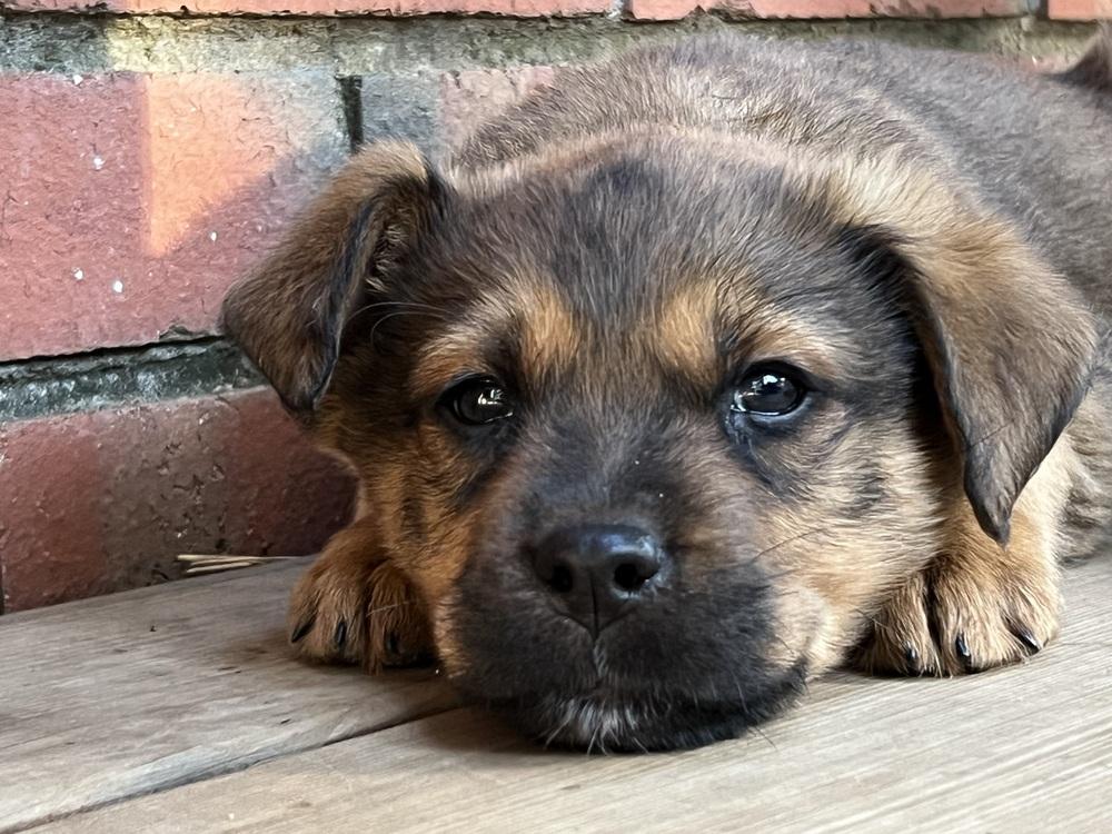 Kuma Bear, a Adopted mixed breed in Pleasant Hill, CA image 2/6