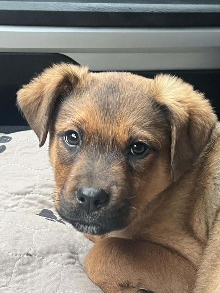 Kuma Bear, a Adopted mixed breed in Pleasant Hill, CA image 3/6