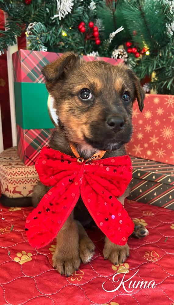 Kuma Bear, a Adopted mixed breed in Pleasant Hill, CA image 4/6