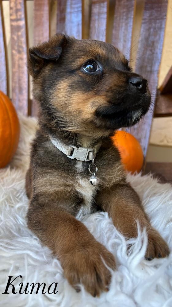 Kuma Bear, a Adopted mixed breed in Pleasant Hill, CA image 5/6