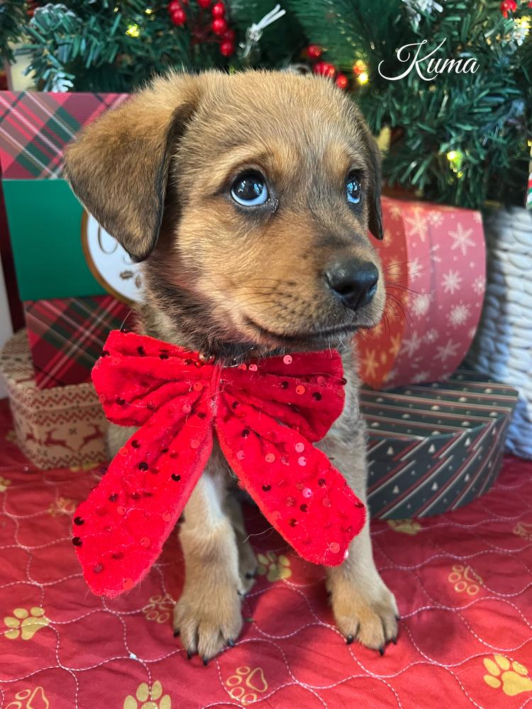 Kuma Bear, a Adopted mixed breed in Pleasant Hill, CA image 6/6