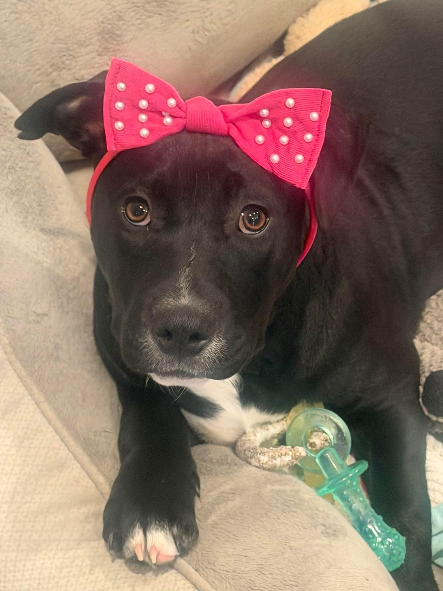 Enlarge Meadow, a ADOPTABLE mixed breed in Toms River, NJ image 1/3