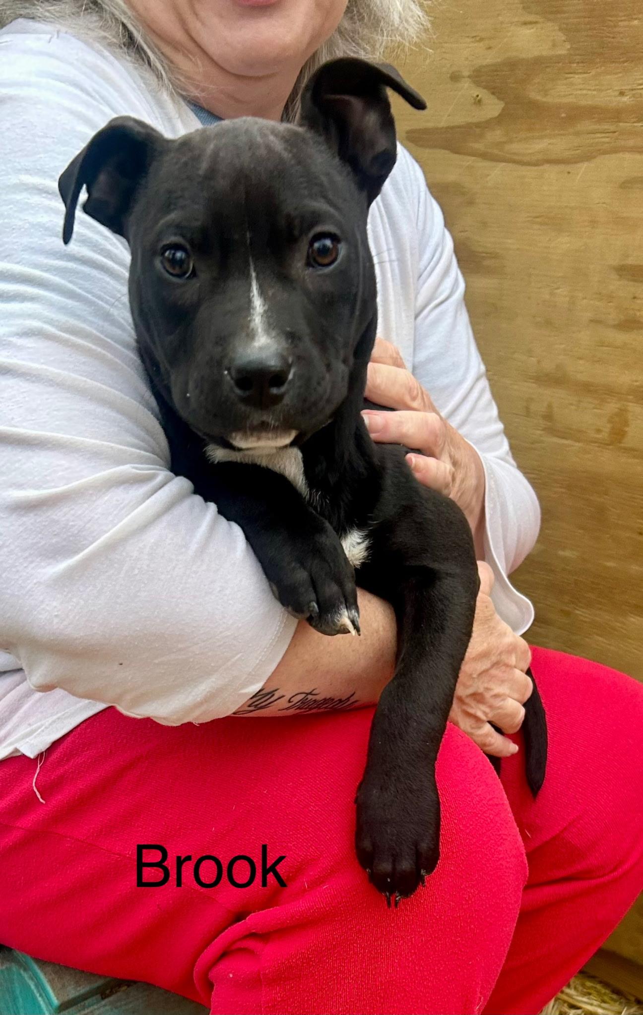 Brooke, ADOPTABLE, Puppy Female Terrier.