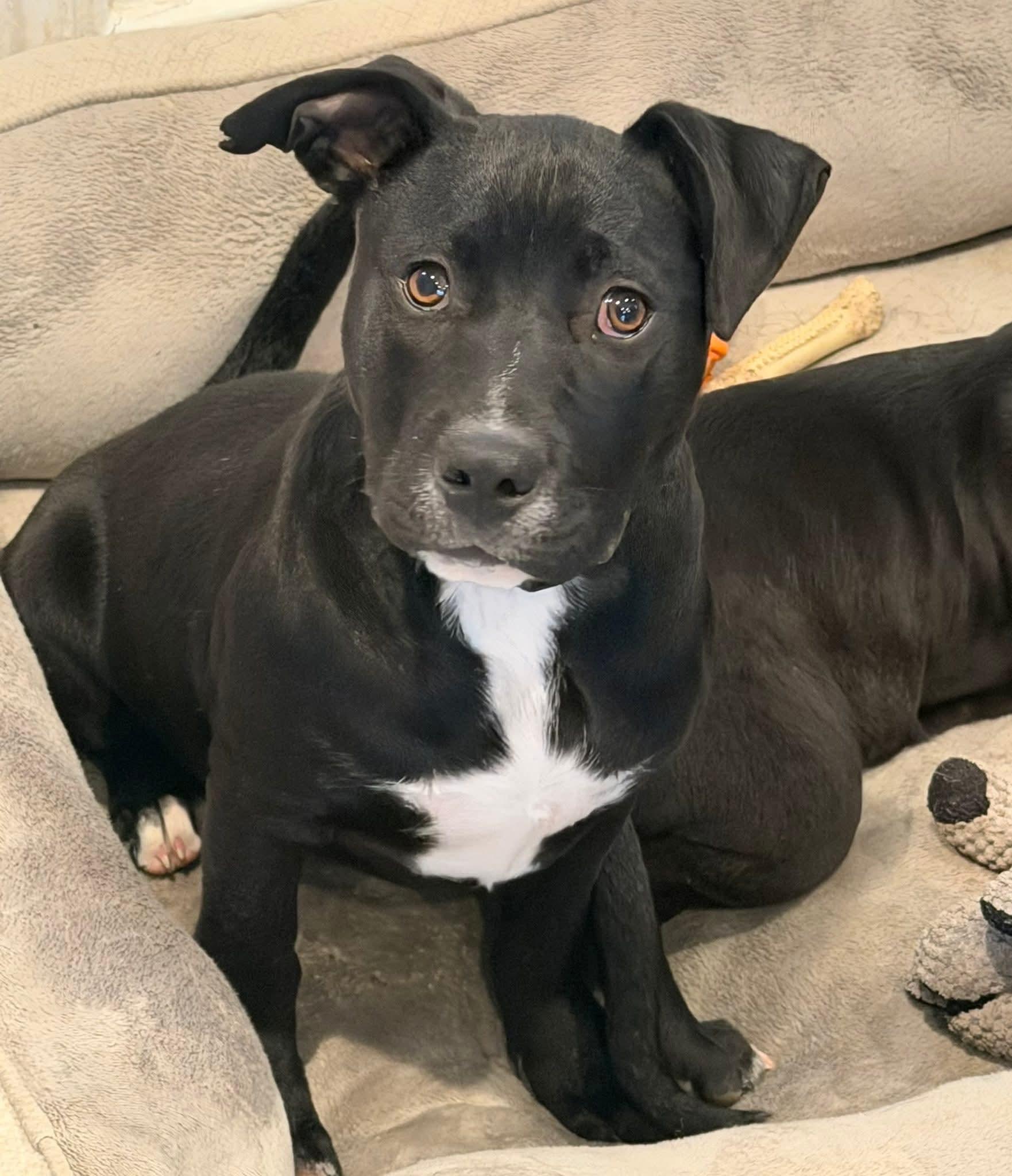 Enlarge Meadow, a ADOPTABLE mixed breed in Toms River, NJ image 2/2