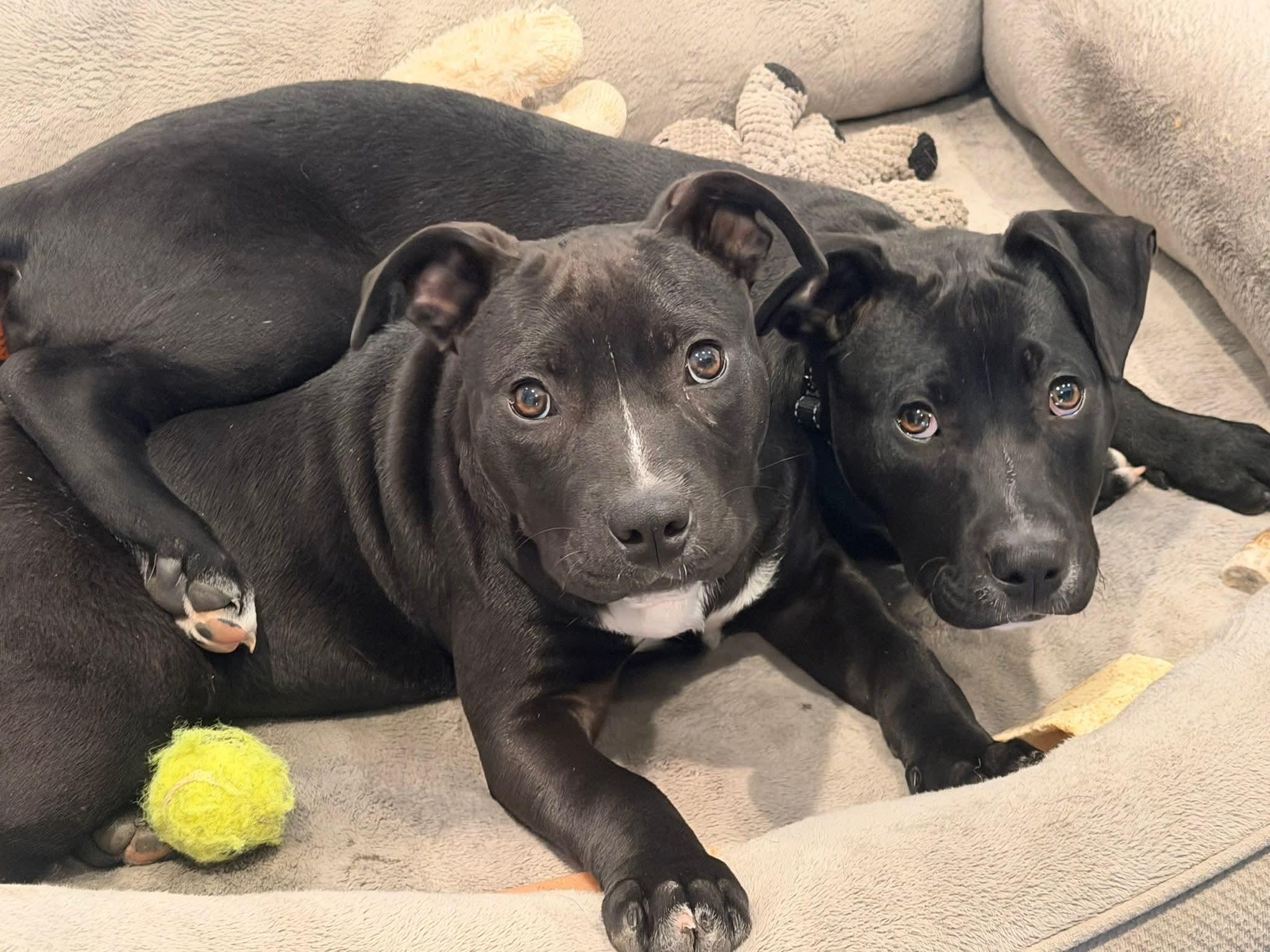 Meadow, ADOPTABLE, Puppy Female Terrier.