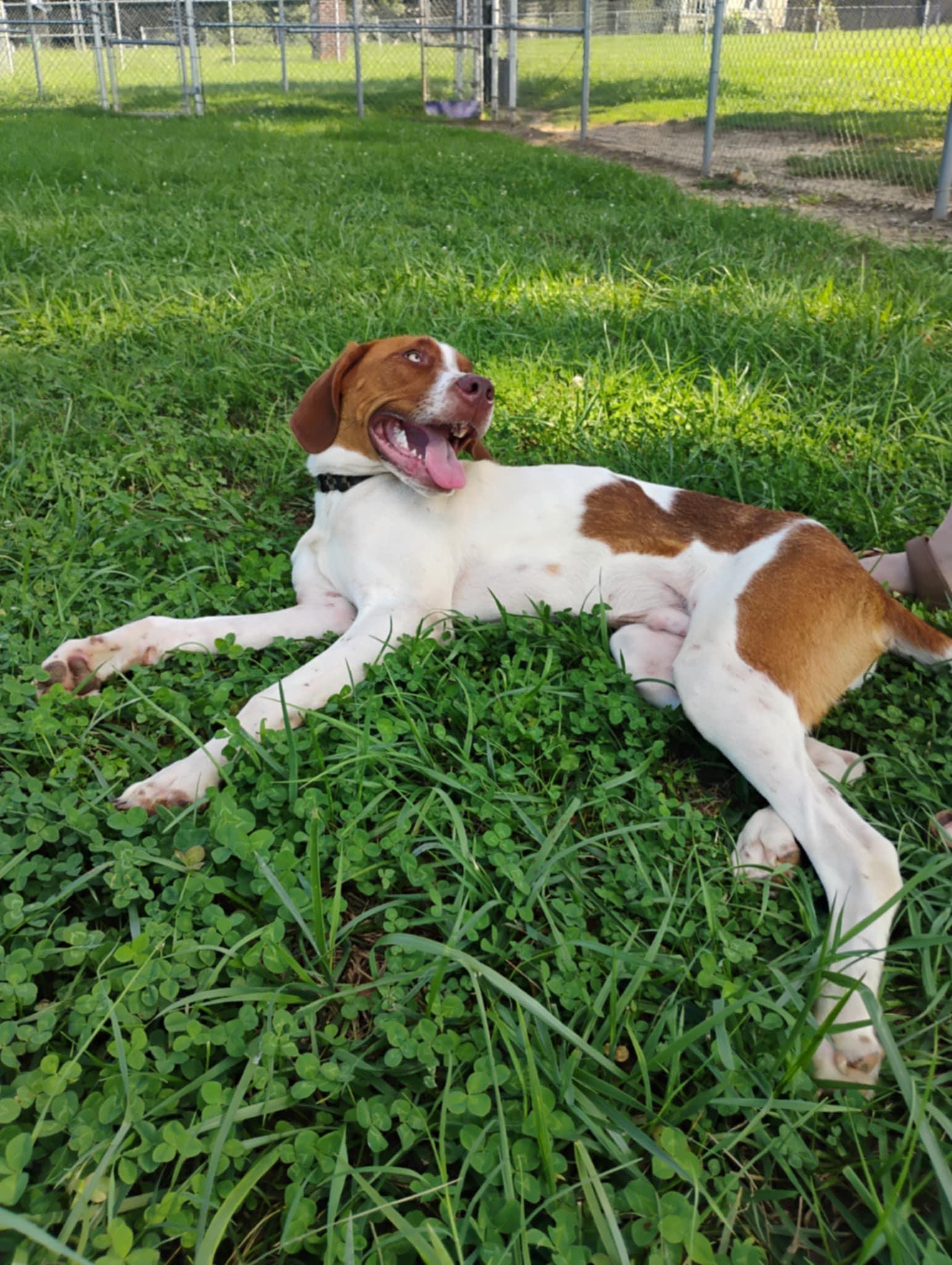 Red, a Adoptable mixed breed in Chesnee, SC image 1/5