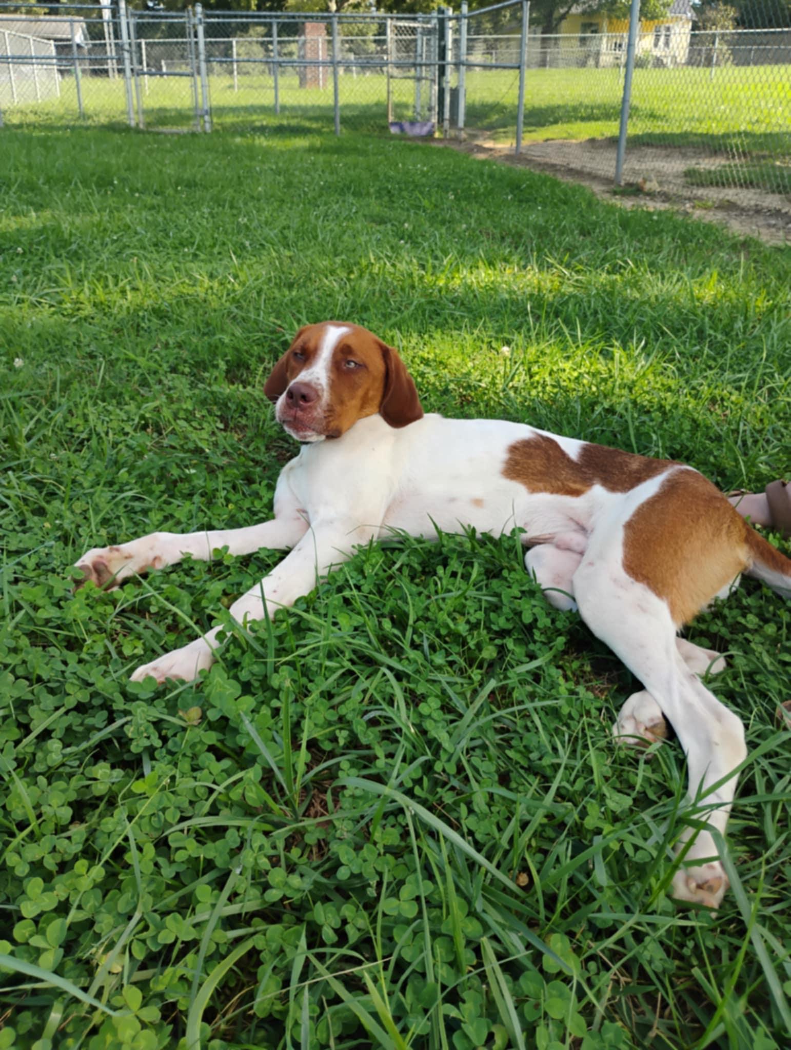 Red, a Adoptable mixed breed in Chesnee, SC image 2/5