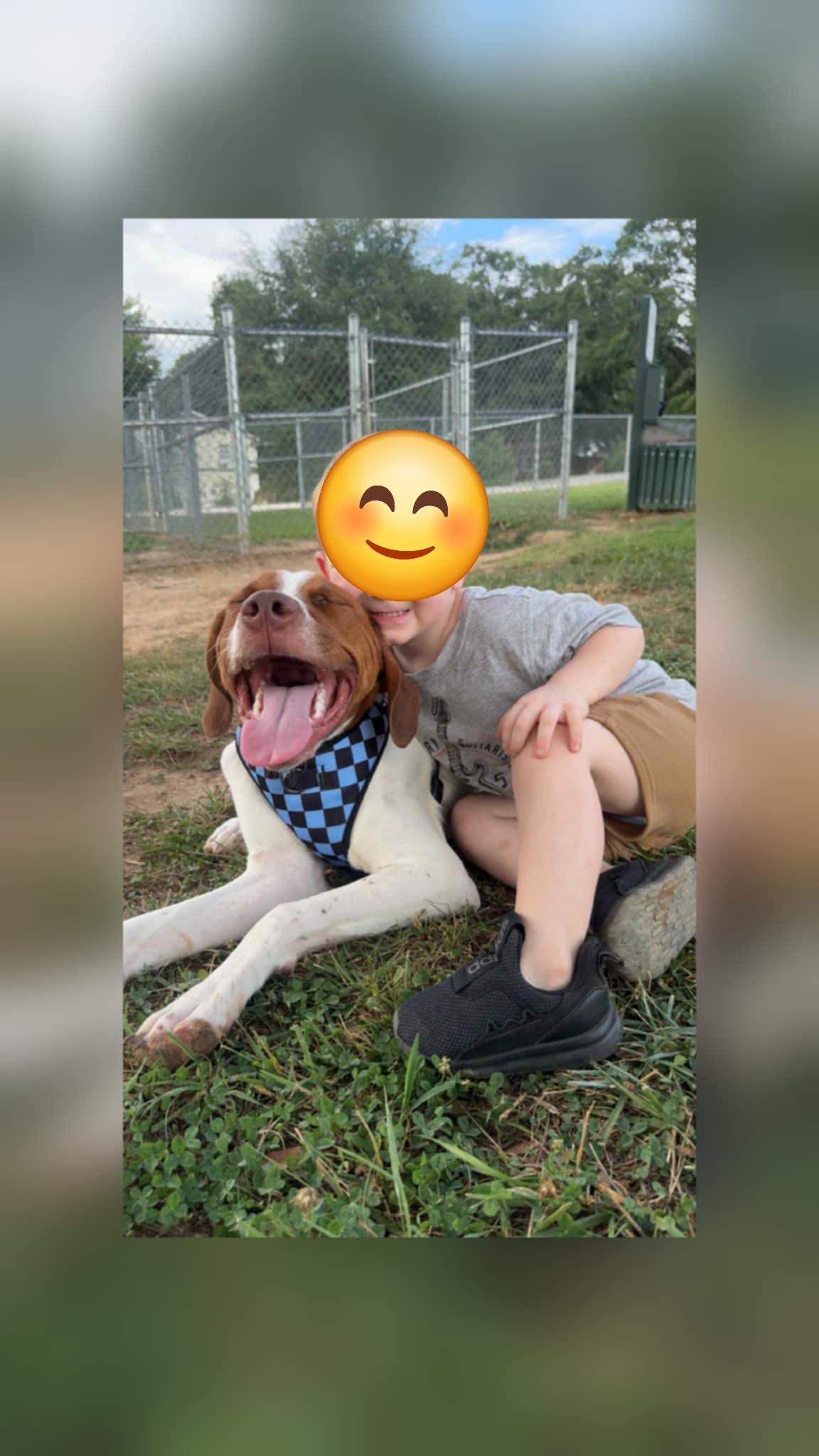 Red, a Adoptable mixed breed in Chesnee, SC image 4/5