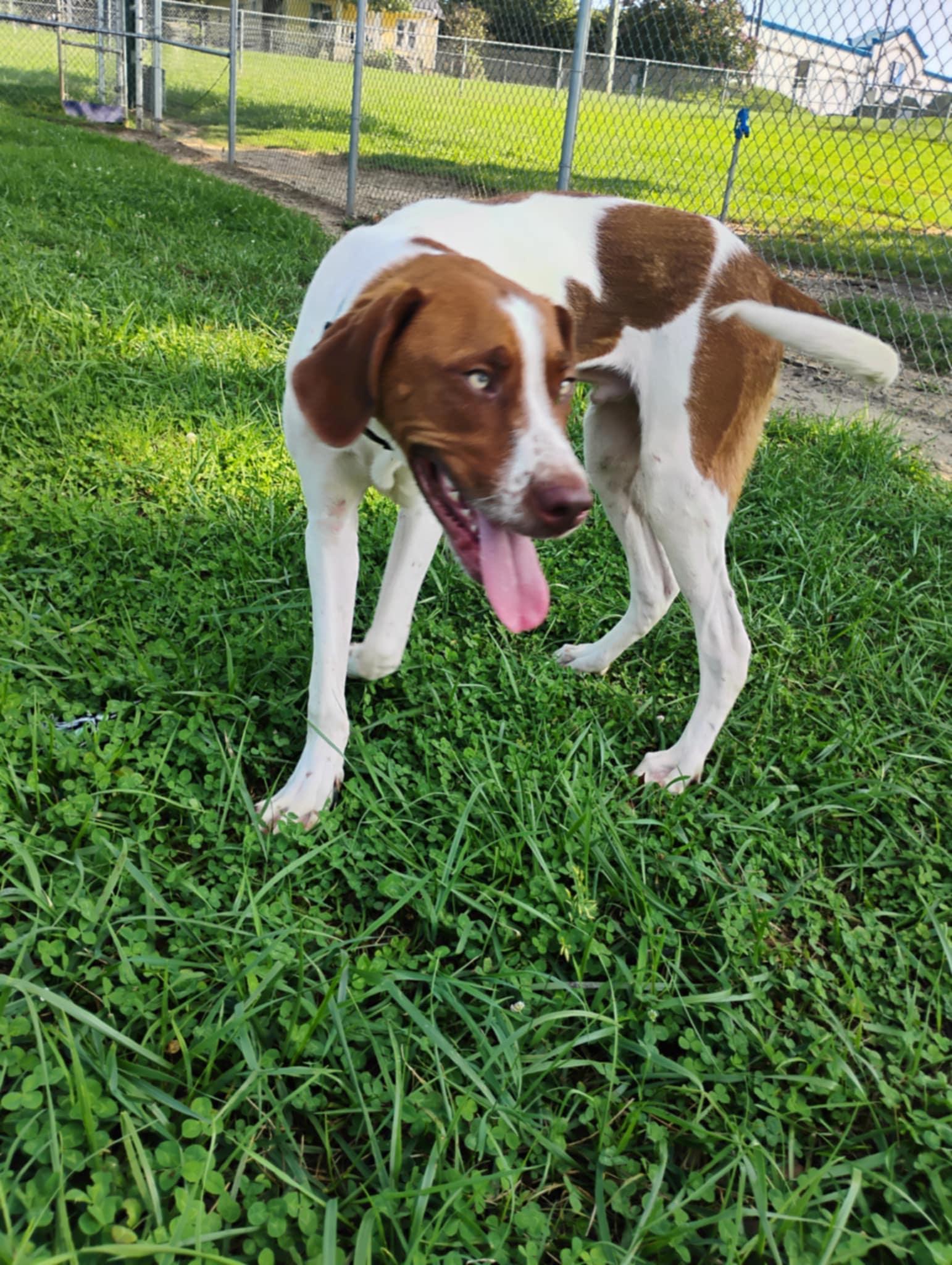 Red, a Adoptable mixed breed in Chesnee, SC image 5/5