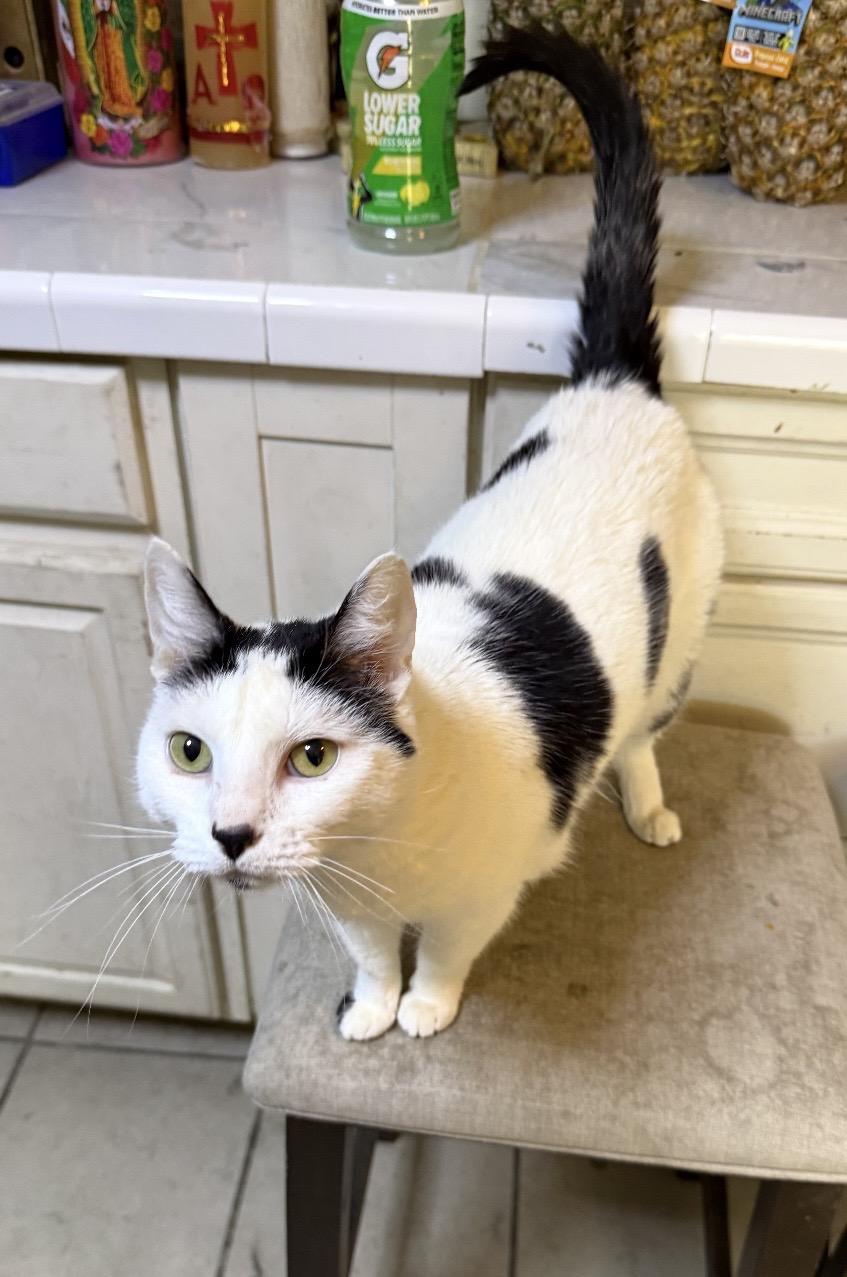 Enlarge Oreo, an adopted Domestic Short Hair in Las Vegas, NV image 3/4