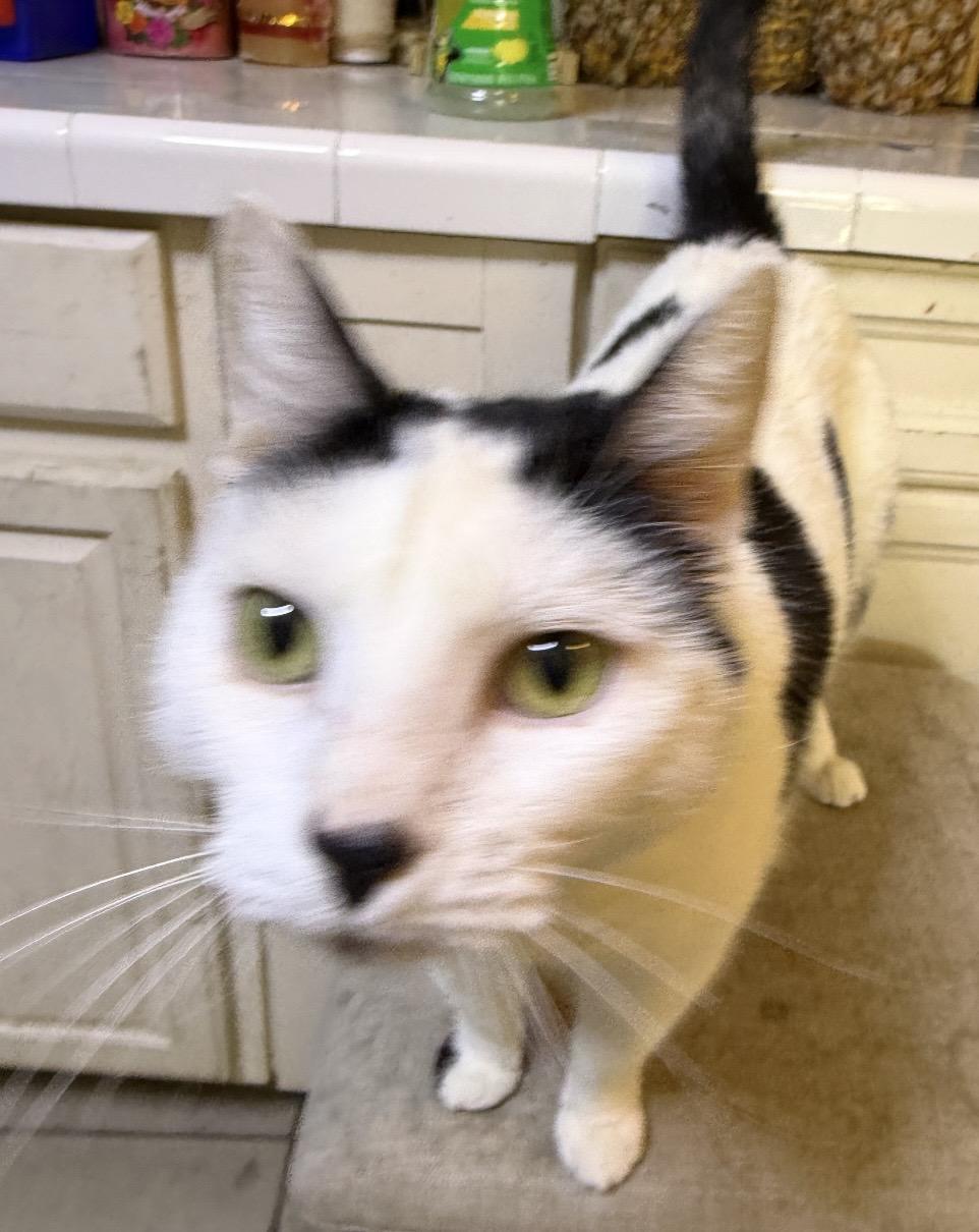 Enlarge Oreo, an adopted Domestic Short Hair in Las Vegas, NV image 2/4