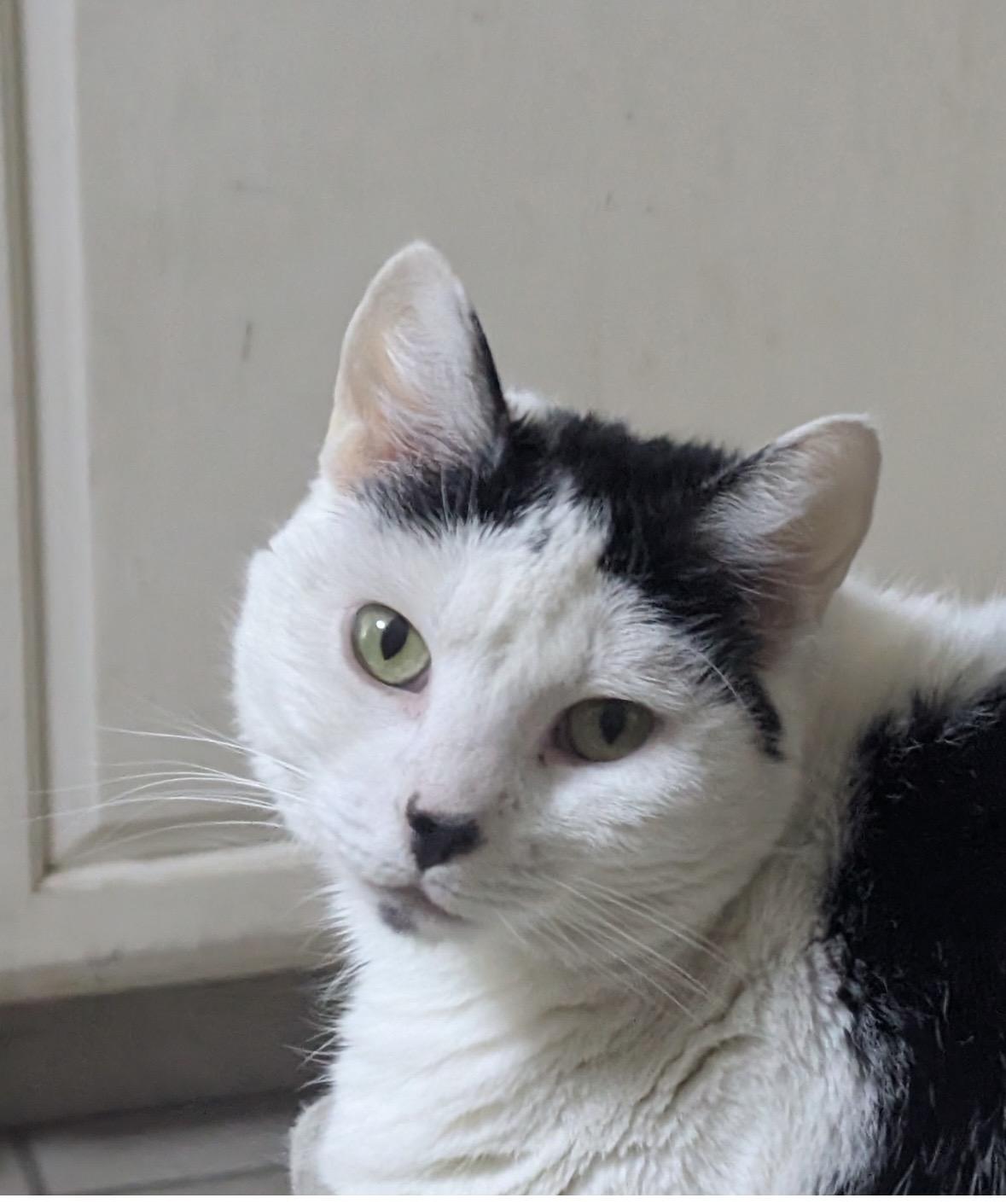 Enlarge Oreo, an adopted Domestic Short Hair in Las Vegas, NV image 4/4