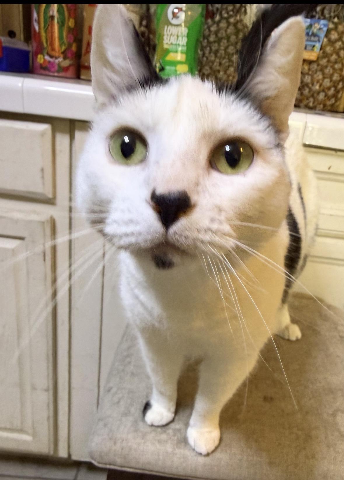 Oreo, adopted, Young Female Domestic Short Hair.