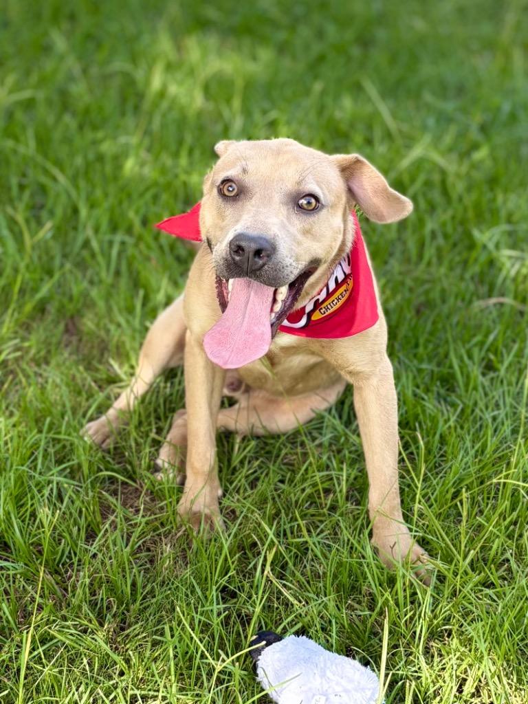 Jeremiah, a Adoptable mixed breed in Nacogdoches, TX image 1/6