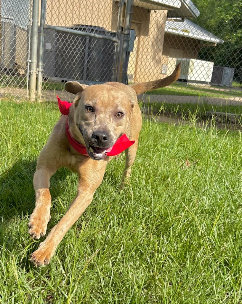 Jeremiah, a Adoptable mixed breed in Nacogdoches, TX image 2/6