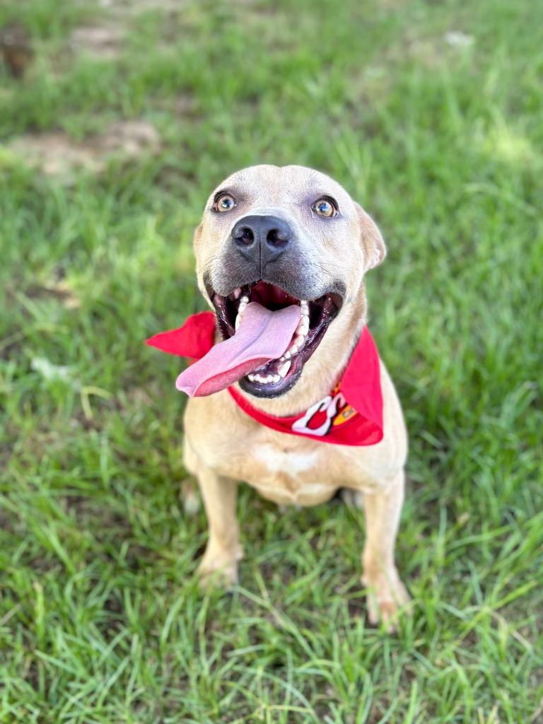 Jeremiah, a Adoptable mixed breed in Nacogdoches, TX image 3/6